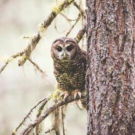 Waiting for Owls